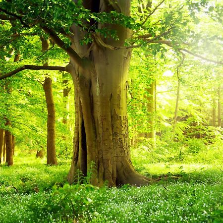 Ferienwohnung Am Weltnaturerbe Grumsin Ziehten エクステリア 写真