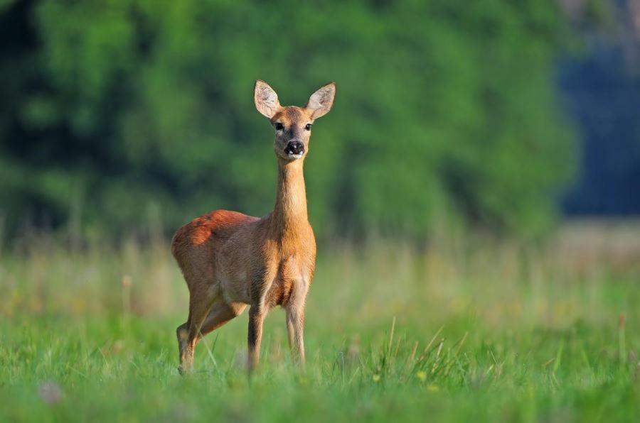 Ferienwohnung Am Weltnaturerbe Grumsin Ziehten エクステリア 写真