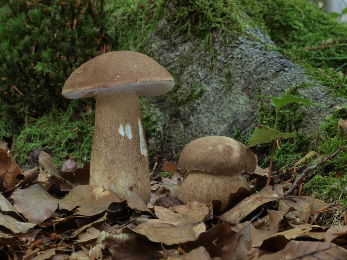Ferienwohnung Am Weltnaturerbe Grumsin Ziehten エクステリア 写真