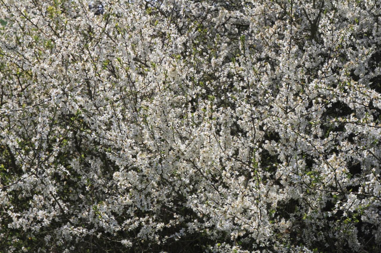 Ferienwohnung Am Weltnaturerbe Grumsin Ziehten エクステリア 写真