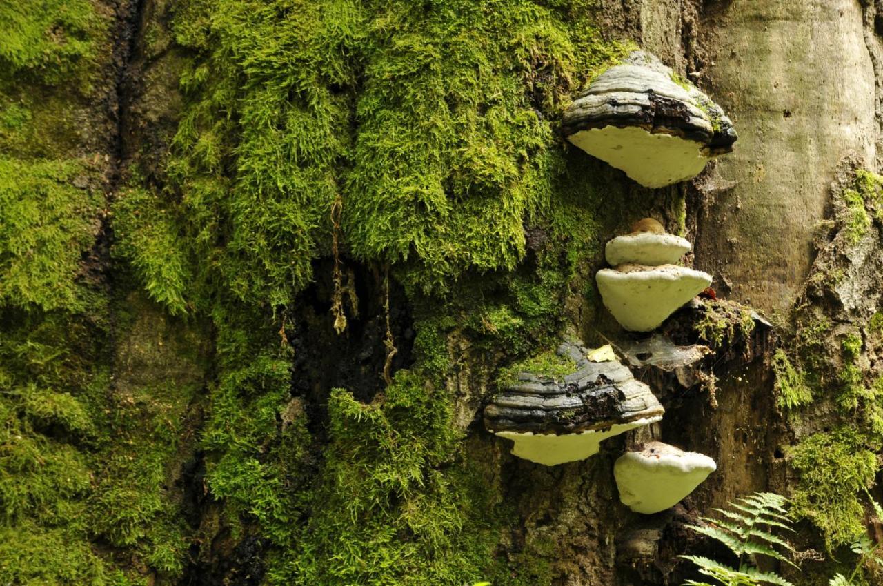 Ferienwohnung Am Weltnaturerbe Grumsin Ziehten エクステリア 写真