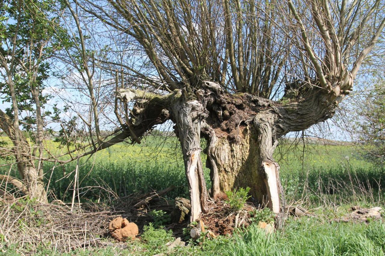 Ferienwohnung Am Weltnaturerbe Grumsin Ziehten エクステリア 写真